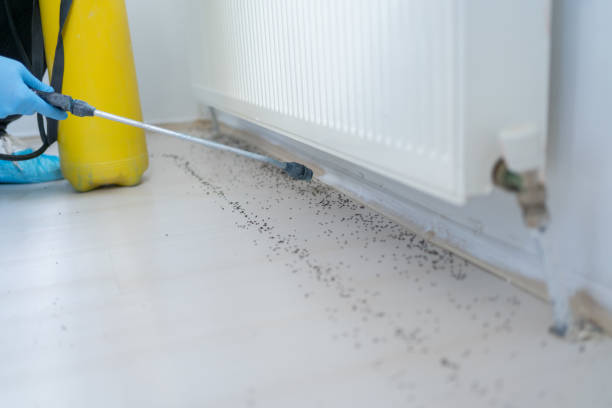 Best Spider Control Near Me  in Tuntutuli, AK